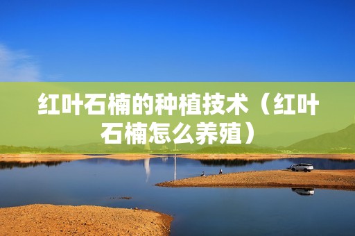 红叶石楠的种植技术（红叶石楠怎么养殖）