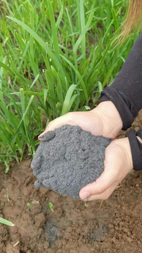 草木灰种植甘蔗（草木灰可以种甘蔗吗）