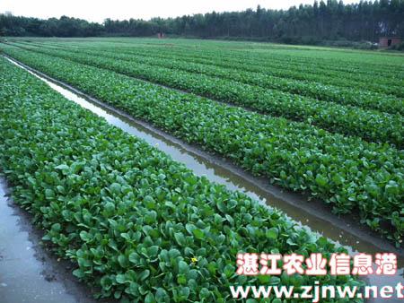 湛江种植地出售信息平台（湛江大量种植的农作物）