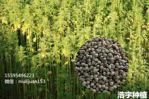 麻柚种植方法（麻籽如何种植技术）