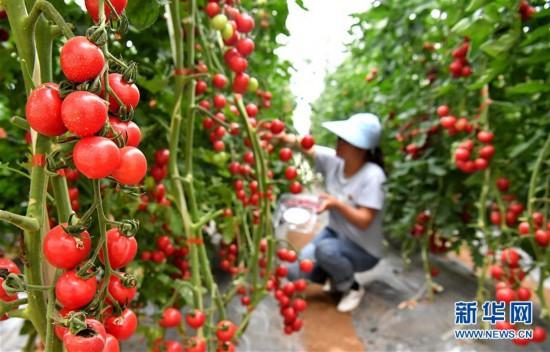 乡村振兴农作物种植信息（乡村振兴农产品有哪些）