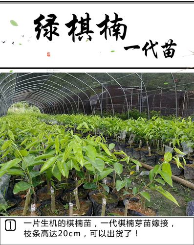 奇楠种植场转让信息最新（奇楠苗批发）