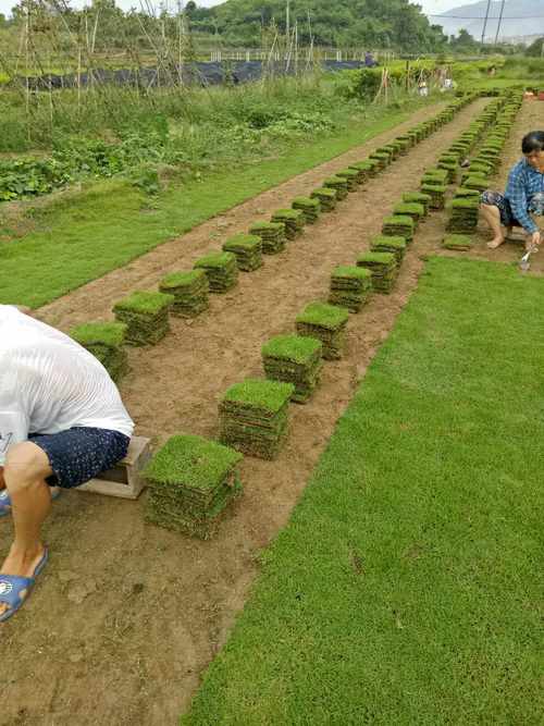 户外草木种植（室外草地）