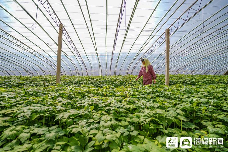 日照种植基地出租最新信息（日照种植作物和面积）