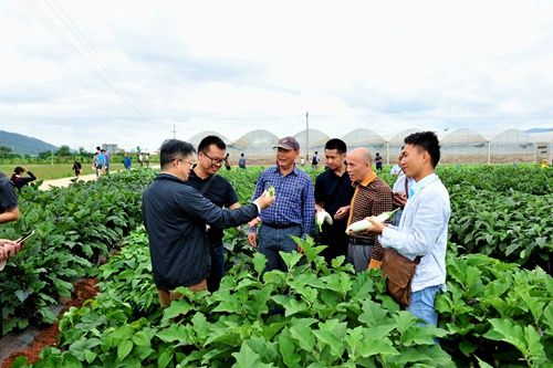 新平县农业蔬菜种植信息（新平县农业局电话）