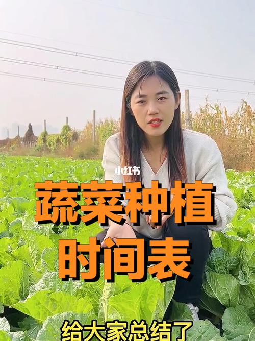 河南种植包菜的时间和方法（河南种菜时间表）