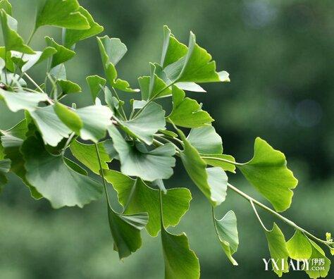 银杏叶适合种植的土壤信息（银杏叶怎么种植）