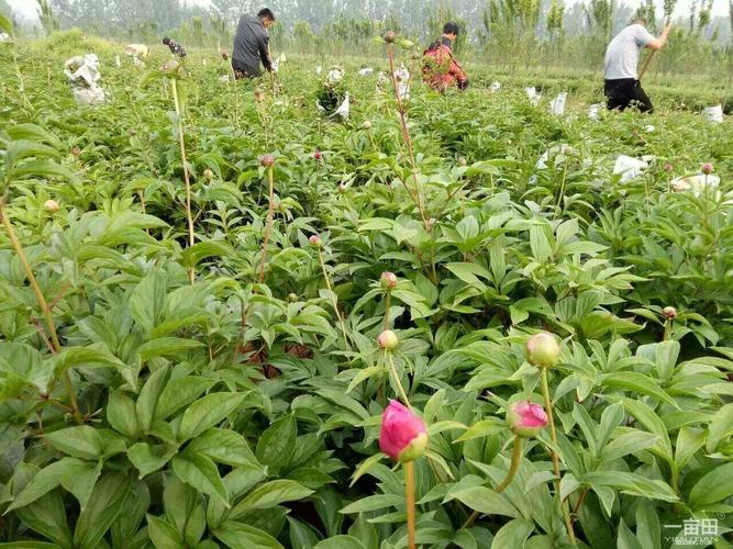 洛阳白芍种植基地出售最新信息（洛阳芍药基地）