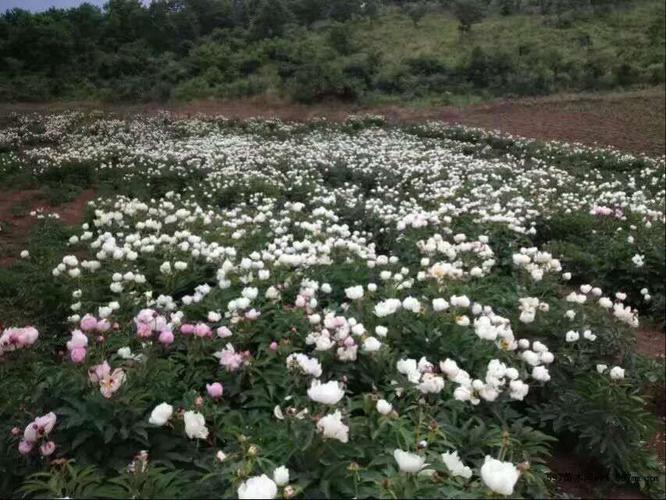 洛阳白芍种植基地出售最新信息（洛阳芍药基地）