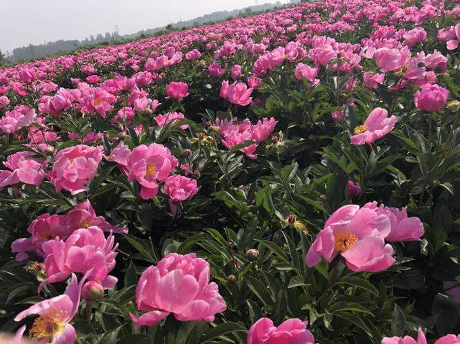 洛阳白芍种植基地出售最新信息（洛阳芍药基地）