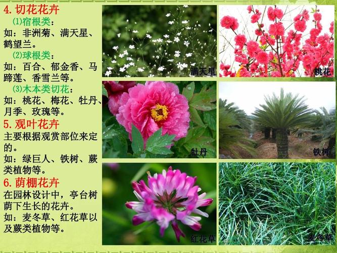 花卉知识分享生活（花卉小知识）