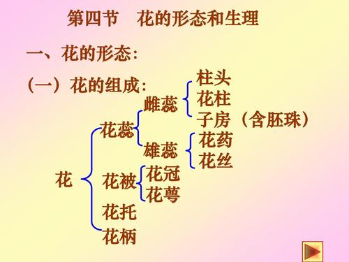 花卉的生物知识点归纳（花卉按生物学特性分为哪几类?）