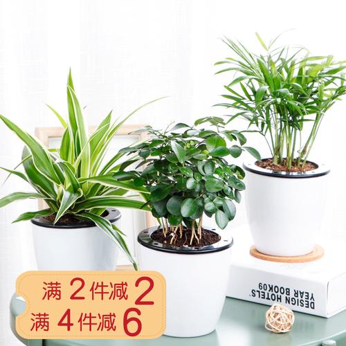 室内花卉绿植盆栽养殖知识（室内花卉绿植盆栽养殖知识大全）