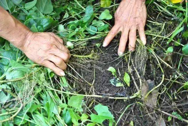 草木共生种植技术（草木共生种植技术要点）