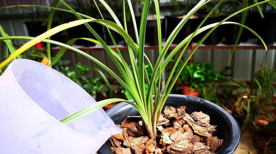 套房如何种植兰花草木（室内种植兰花技术）