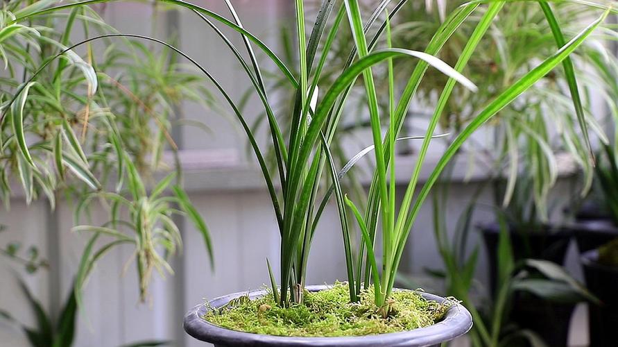 套房如何种植兰花草木（室内种植兰花技术）