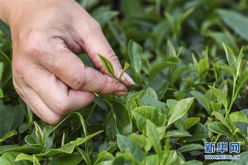 茶叶种植信息平台下载大全（茶叶种业）