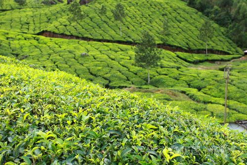 茶叶种植信息平台下载大全（茶叶种业）