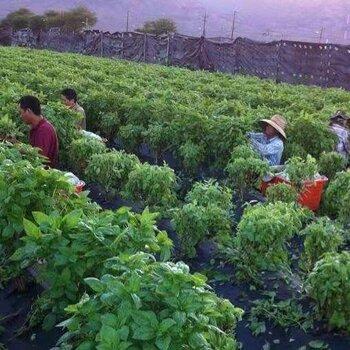 贵州种植园招聘信息最新（贵州种植基地）