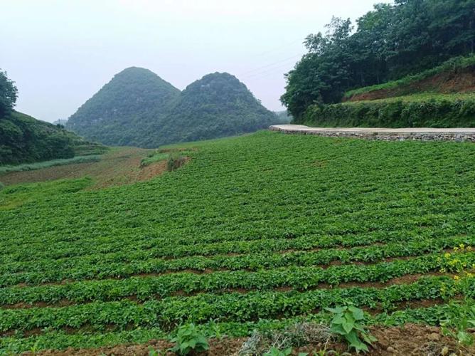 贵州种植园招聘信息最新（贵州种植基地）