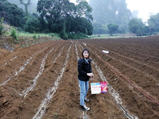 种植甘蔗农户信息表怎么填（农务甘蔗种植工作总结）