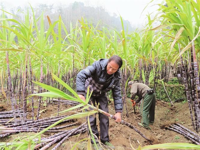 种植甘蔗农户信息表怎么填（农务甘蔗种植工作总结）