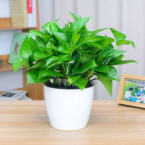 花卉绿植盆栽小知识大全（盆栽绿化植物品种大全）