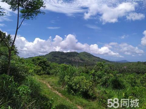 万宁种植地转让信息（海南万宁适合种植什么）