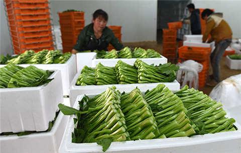 红河蔬菜种植公司招聘信息（红河蔬菜大型批发市场）