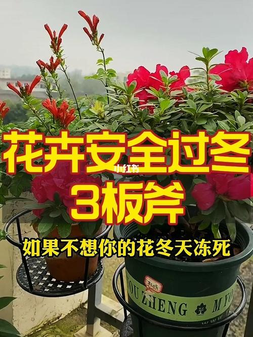 冬季花卉养护知识（冬季养花知识大全）