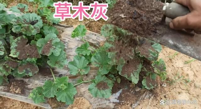 种植甜瓜能用草木灰吗（种植甜瓜能用草木灰吗为什么）