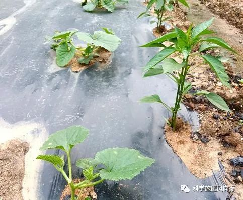 种植甜瓜能用草木灰吗（种植甜瓜能用草木灰吗为什么）