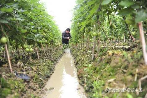 北方种植番茄用草木灰（北方种植番茄用草木灰行吗）