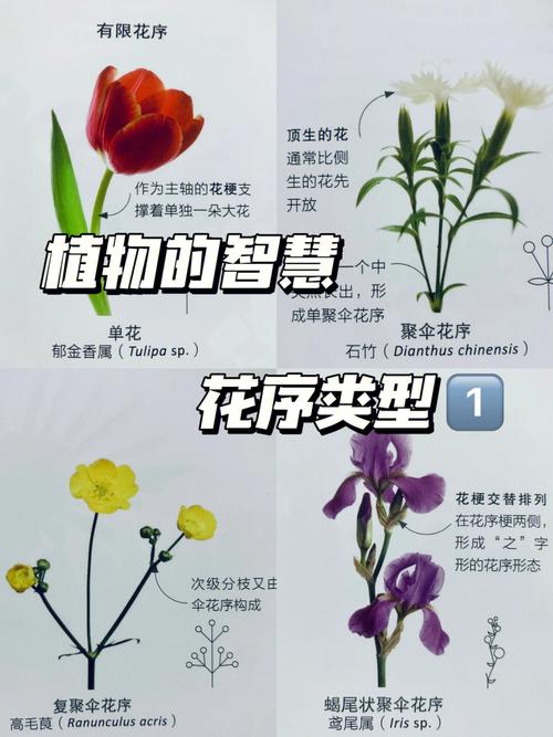 普及花卉知识内容（花卉科普知识）