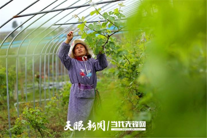 福泉葡萄种植方法（福泉葡萄种植方法和技术）