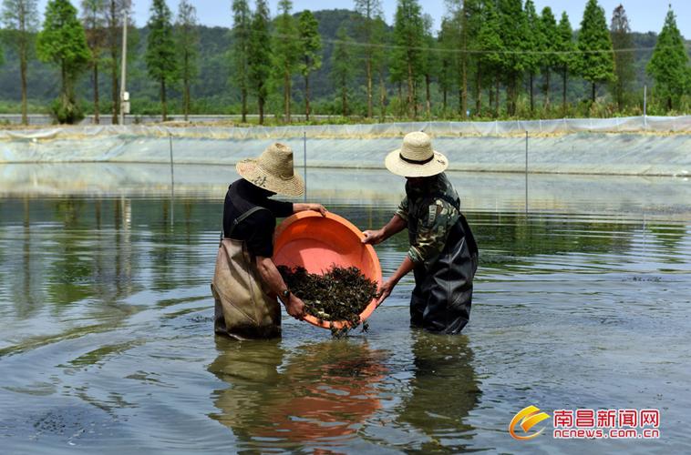 蟹池塘种植方法（池塘养蟹技术）