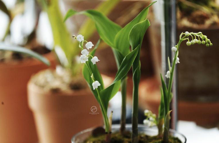 室内种植铃兰方法（如何种植铃兰）