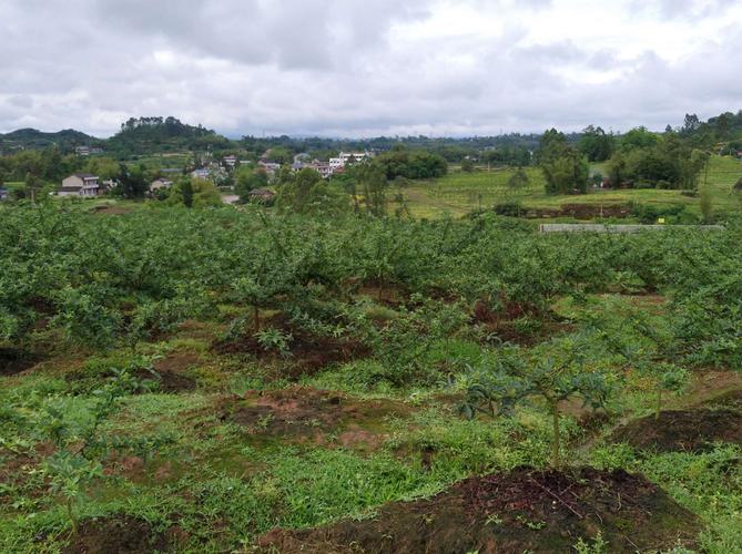 花椒种植大户信息（花椒种植项目实施方案）