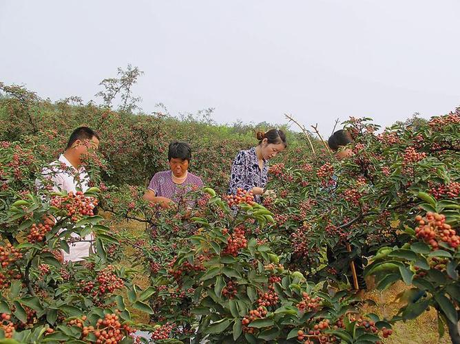 花椒种植大户信息（花椒种植项目实施方案）