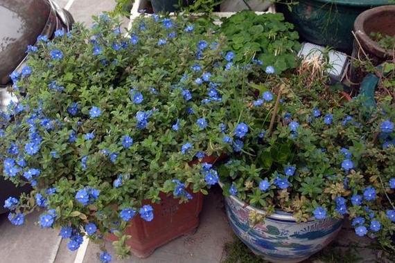 鲜切花蓝星花的种植方法（蓝星花花后怎么修剪）