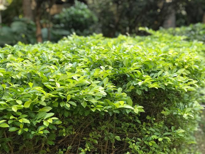 青山区草木种植常见问题（草木绿化）