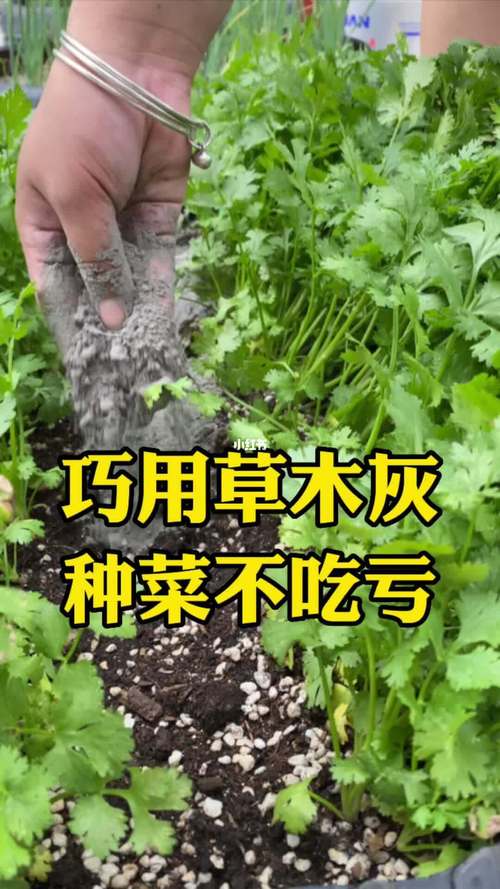 草木灰种植木瓜（草木灰怎么种菜）