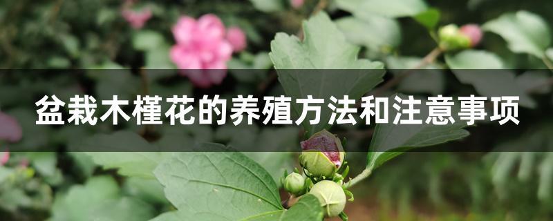 家庭木槿花养殖方法（家养木槿花怎么养护）