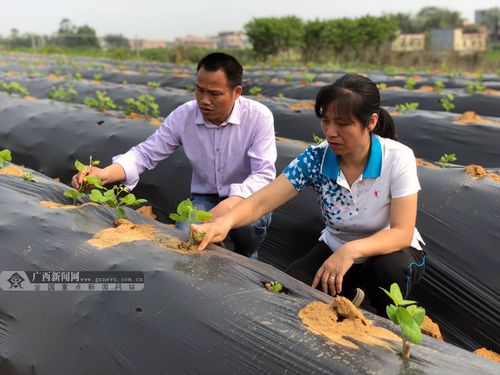 广西种植业招聘信息-广西农业种植项目