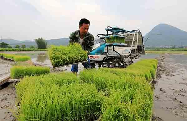 广西种植业招聘信息-广西农业种植项目