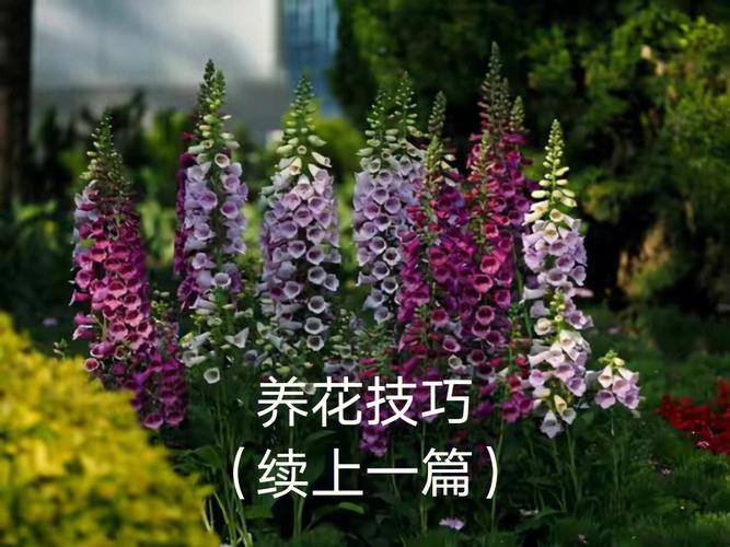 花卉养殖常识知识-花卉的养殖技术