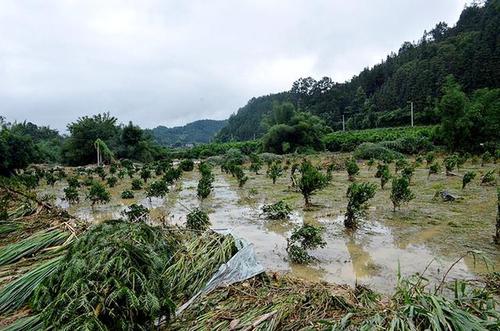 种植业受灾信息-种地遭遇灾害