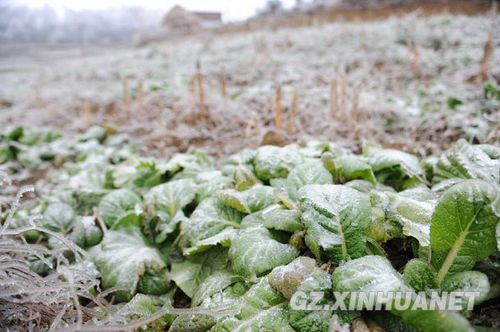 种植业受灾信息-种地遭遇灾害