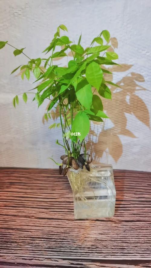 水培紫藤种植方法-紫藤水培变化过程视频