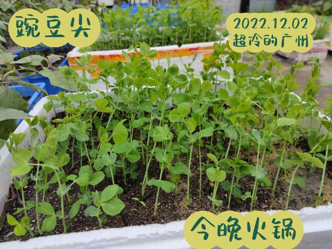 豌豆种植示范信息-豌豆种植示范信息报道